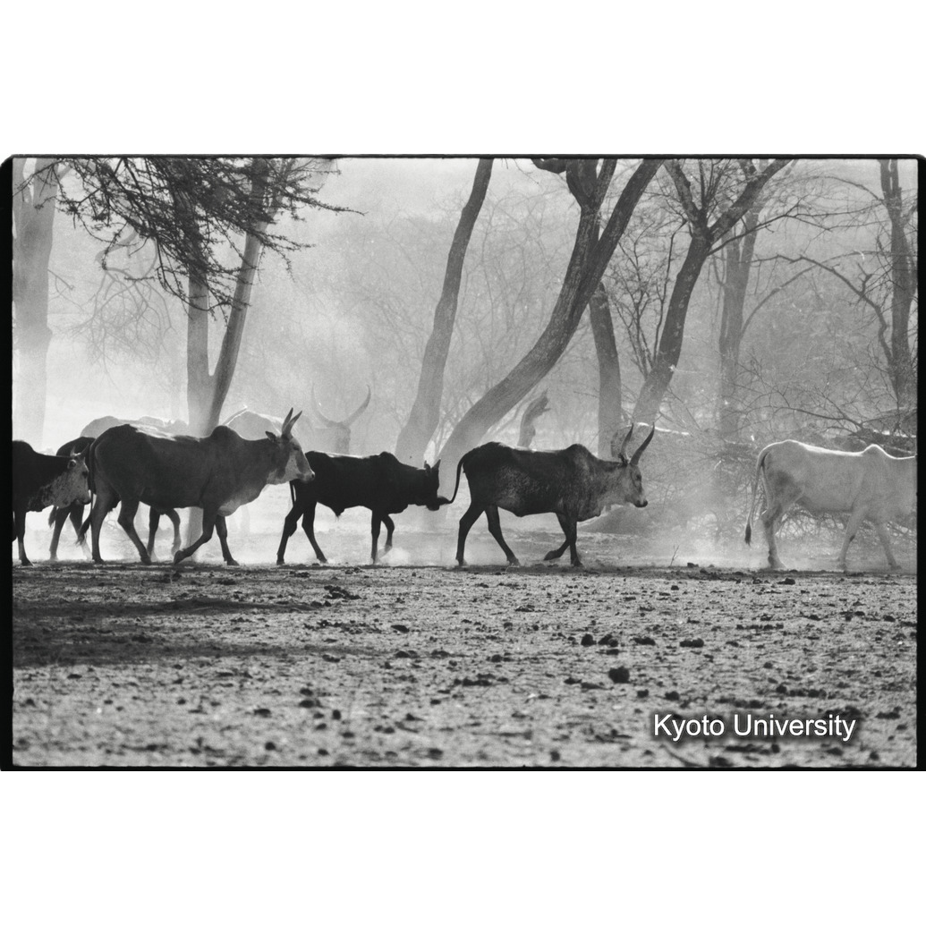 [３５コマ目]「こぶ牛」 (1)