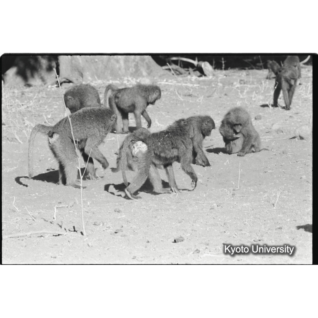 [２７コマ目]「発情雌（１）」 (1)