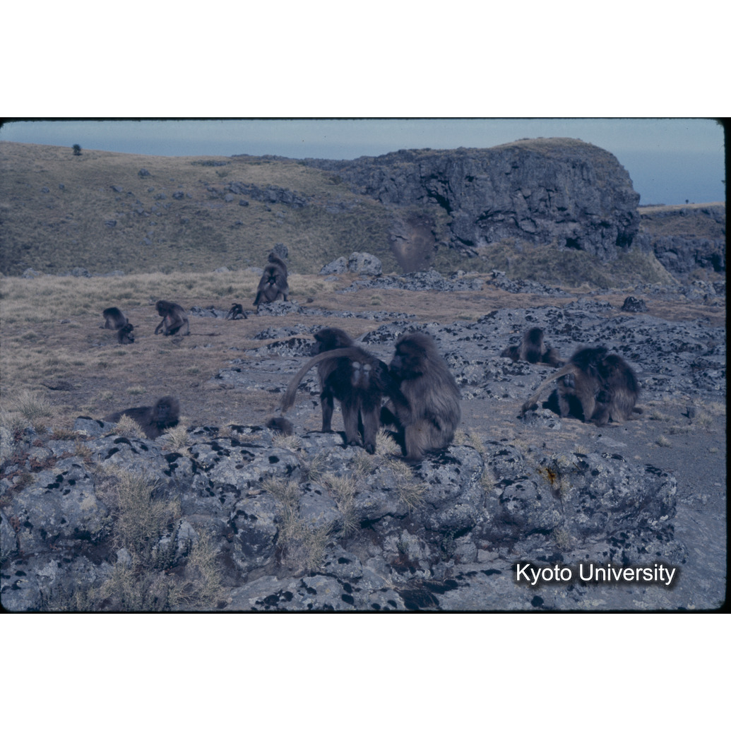 Sm　1973　1213 (1)