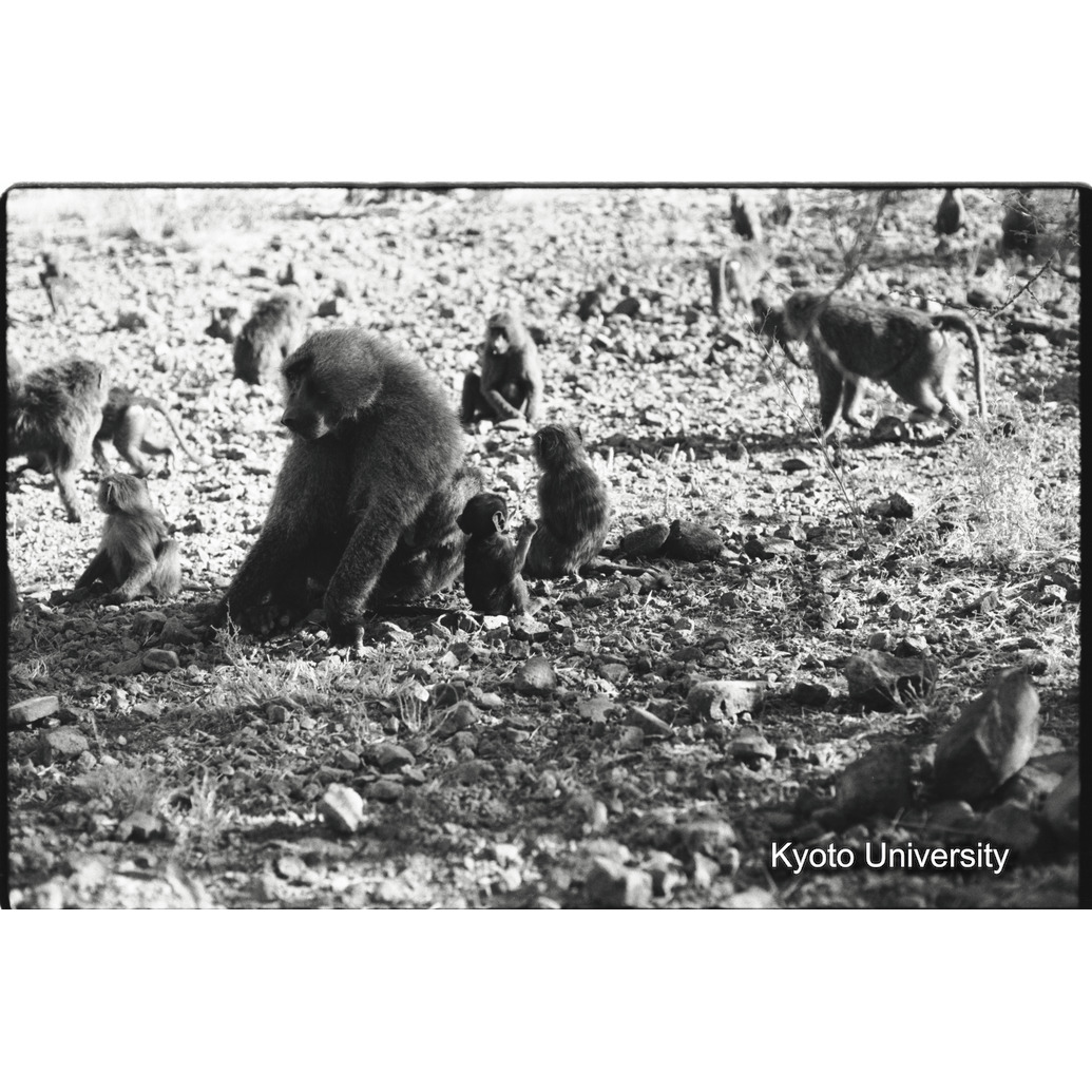 [１９コマ目]「子どもと遊ぶ雑種雄（９）」 (1)