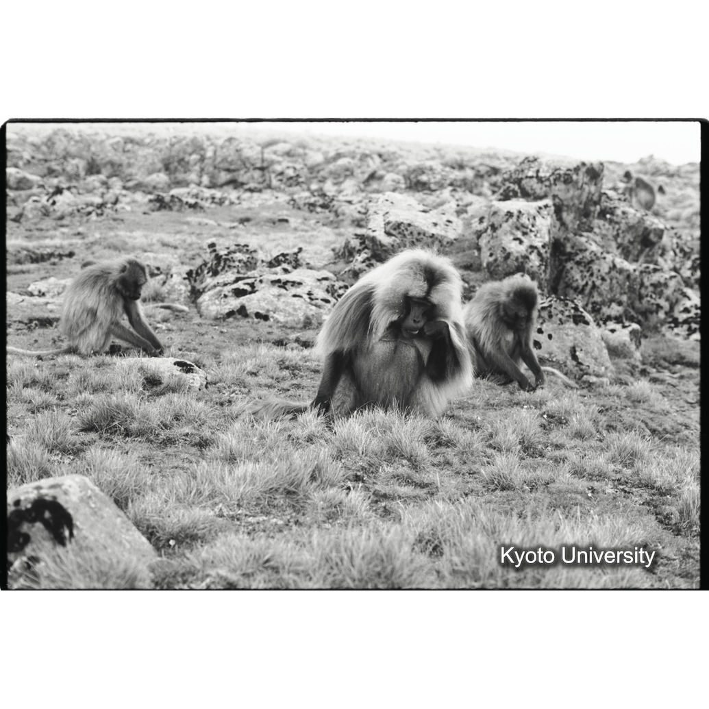 [２９コマ目]「採食」 (1)