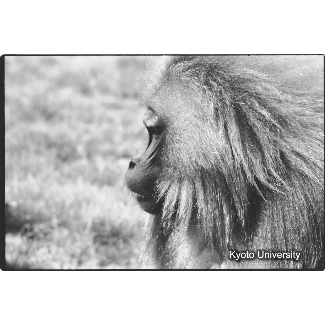 [５コマ目]「おとな雄の横顔（２）」 (1)