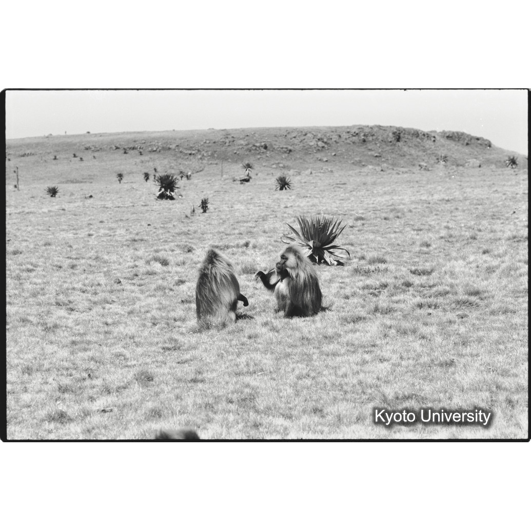 [７コマ目]「リーダー雄とセカンド雄（２）」 (1)