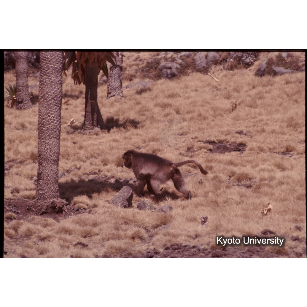 Sm　1973　1225 (1)