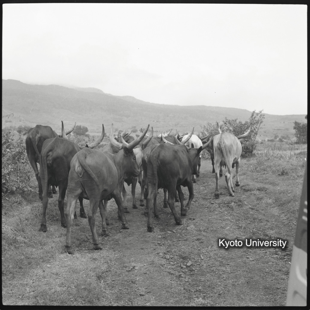 [１０コマ目]「アンコーレ牛（１）」 (1)