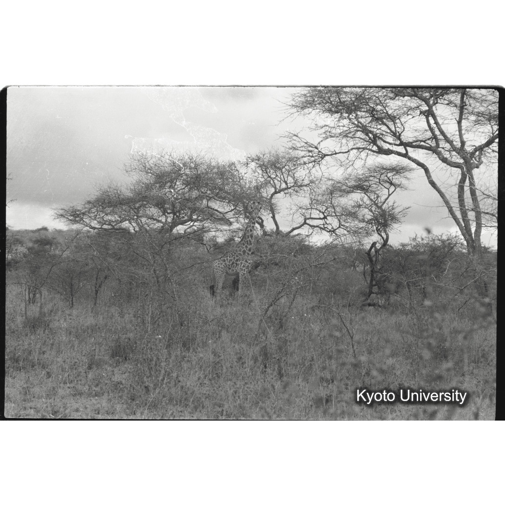 [19コマ目]「マサイキリン（８）」 (1)