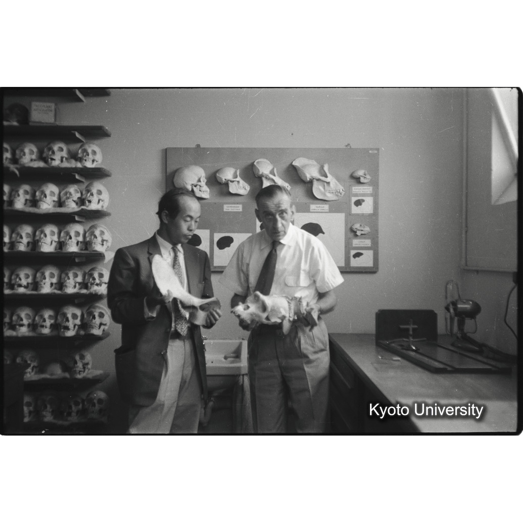 [33コマ目]「ゴリラの頭骨標本（１）」 (1)