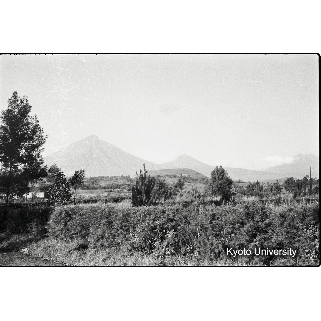 [15コマ目]「ゴリラ・サンクチュアリ」 (1)