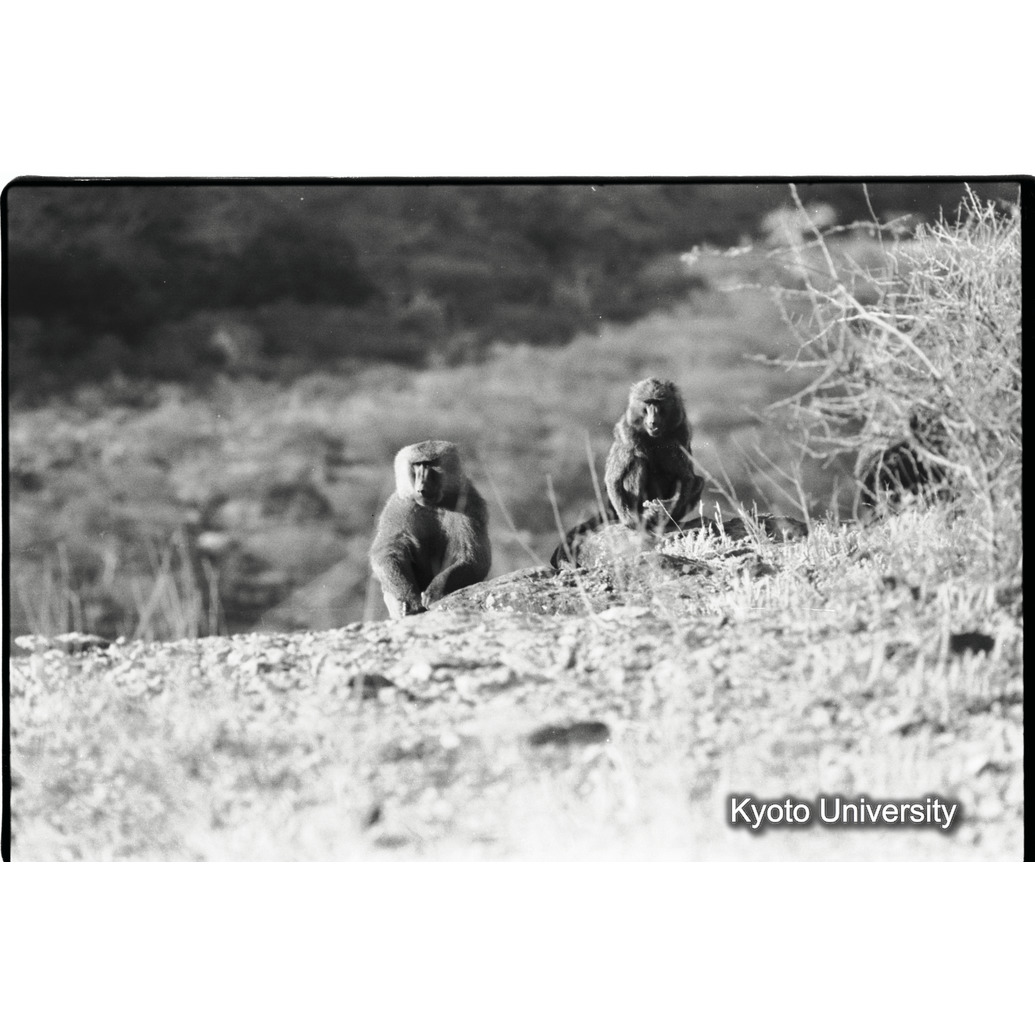 [３４コマ目]「×」 (1)