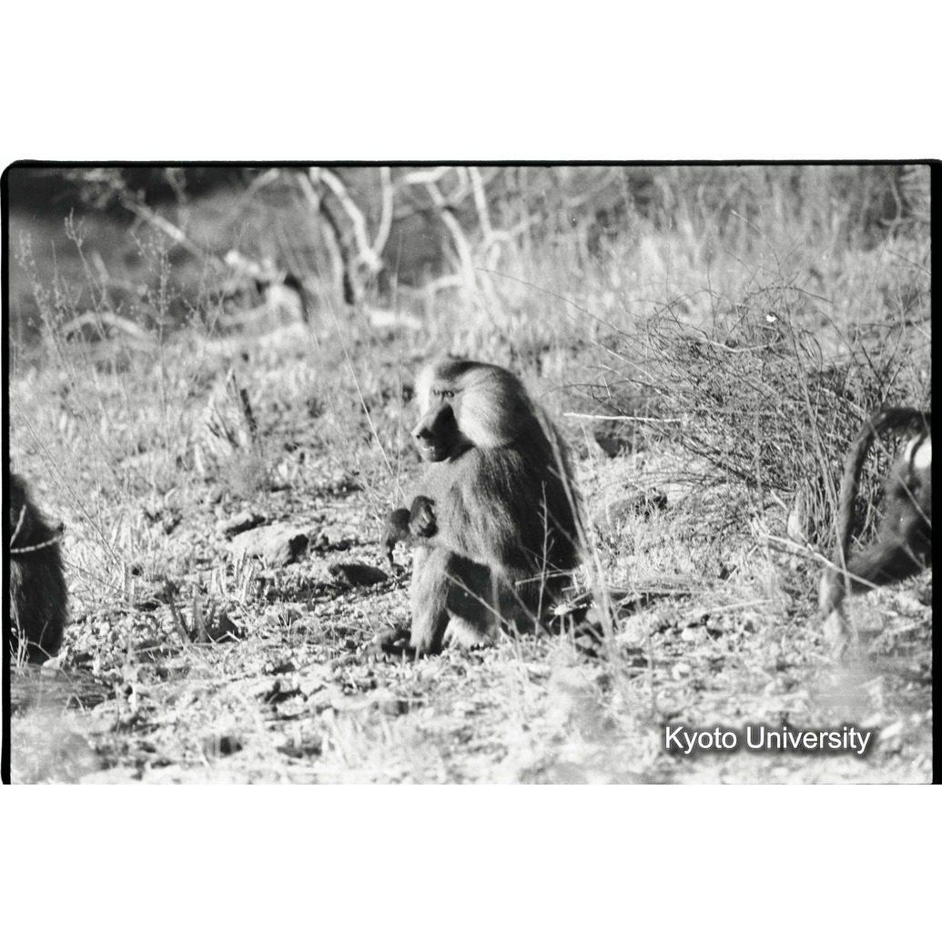 [２９コマ目]「雑種雄の交尾（１２）」 (1)