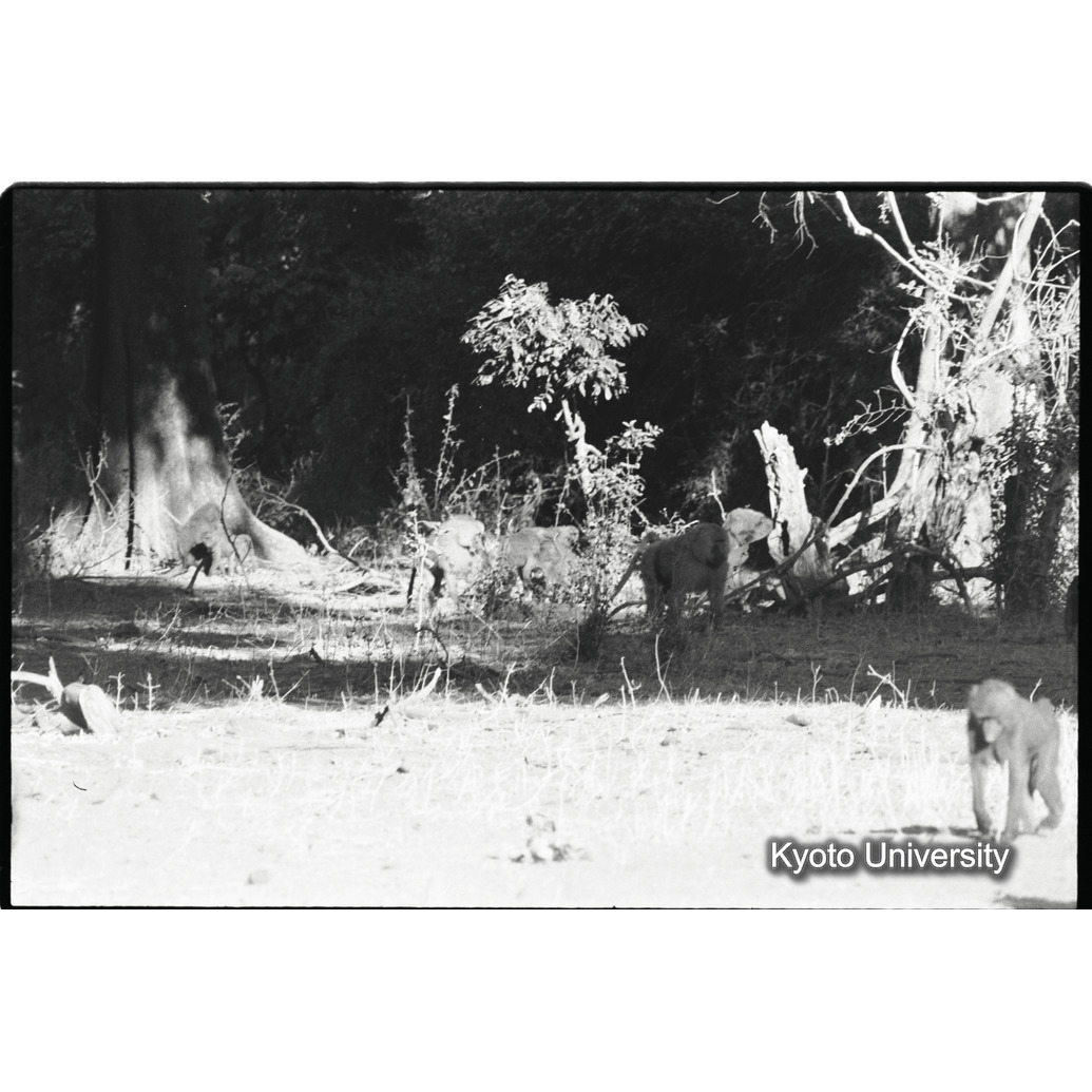 [５コマ目]「マントヒヒのヤングアダルト雄が、アヌビスヒヒの雌に交尾（４）」 (1)