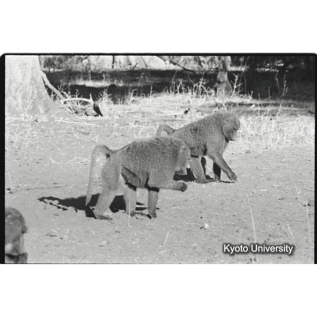 [２５コマ目]「アヌビスヒヒの雄（１）」 (1)