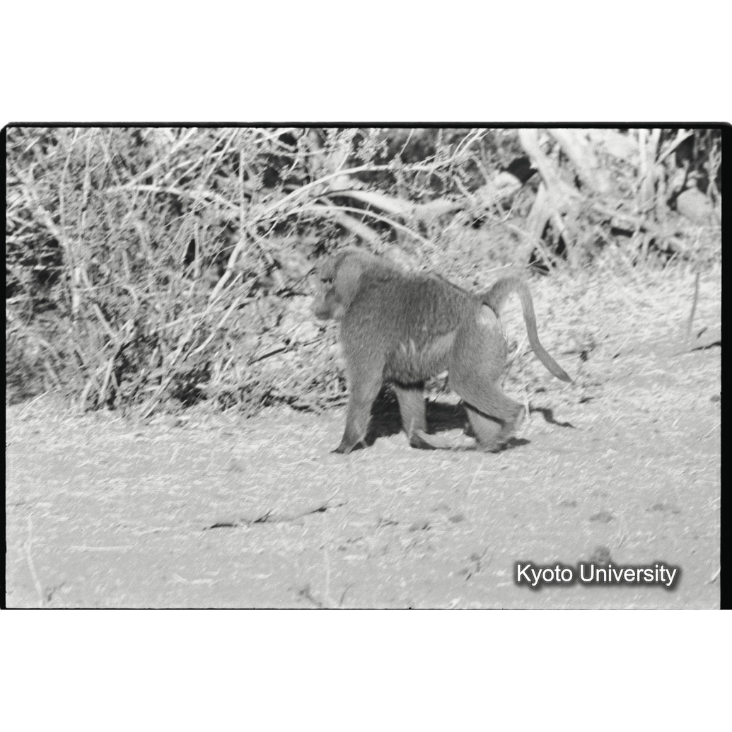 [２８コマ目]「アヌビスヒヒよりの雑種雄（２１）」 (1)