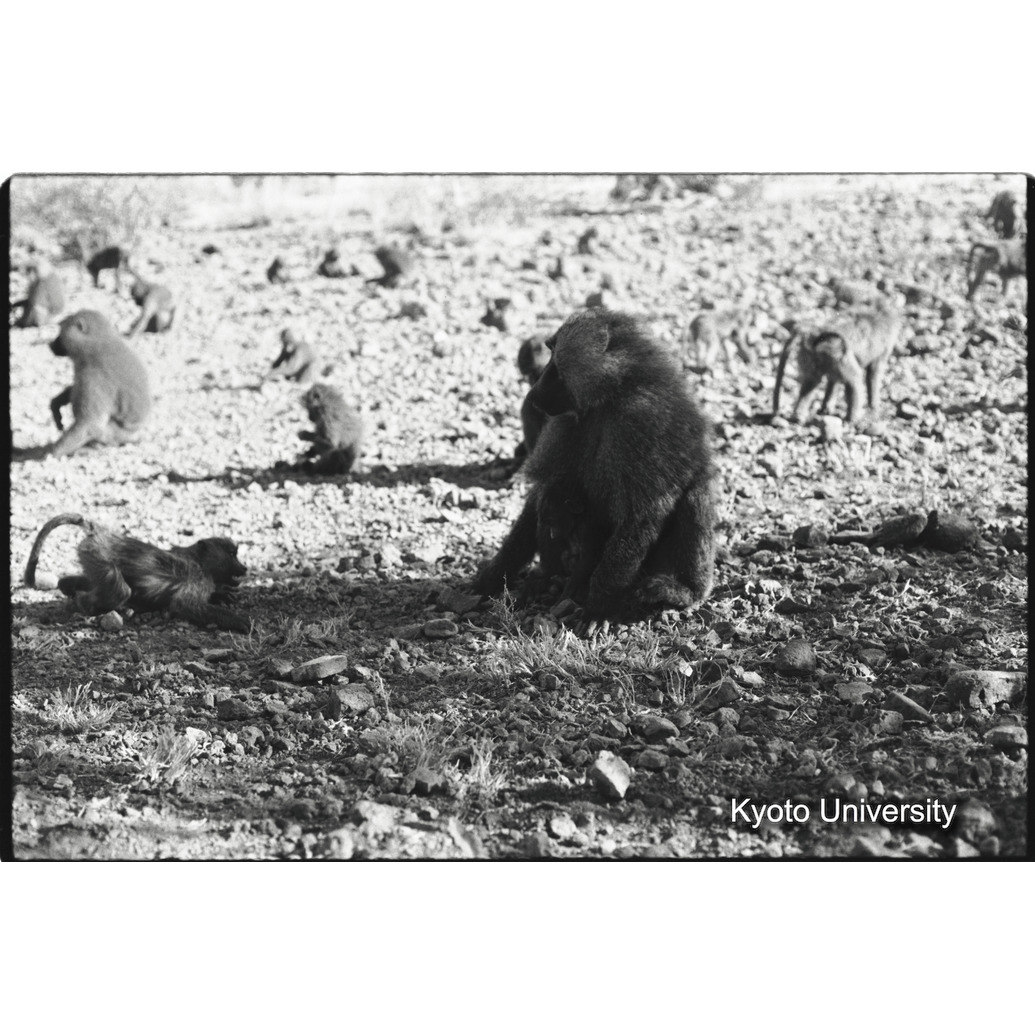 [２２コマ目]「子どもと遊ぶ雑種雄（１２）」 (1)