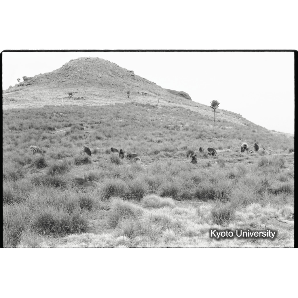 [３７コマ目]「採食風景（５)」 (1)