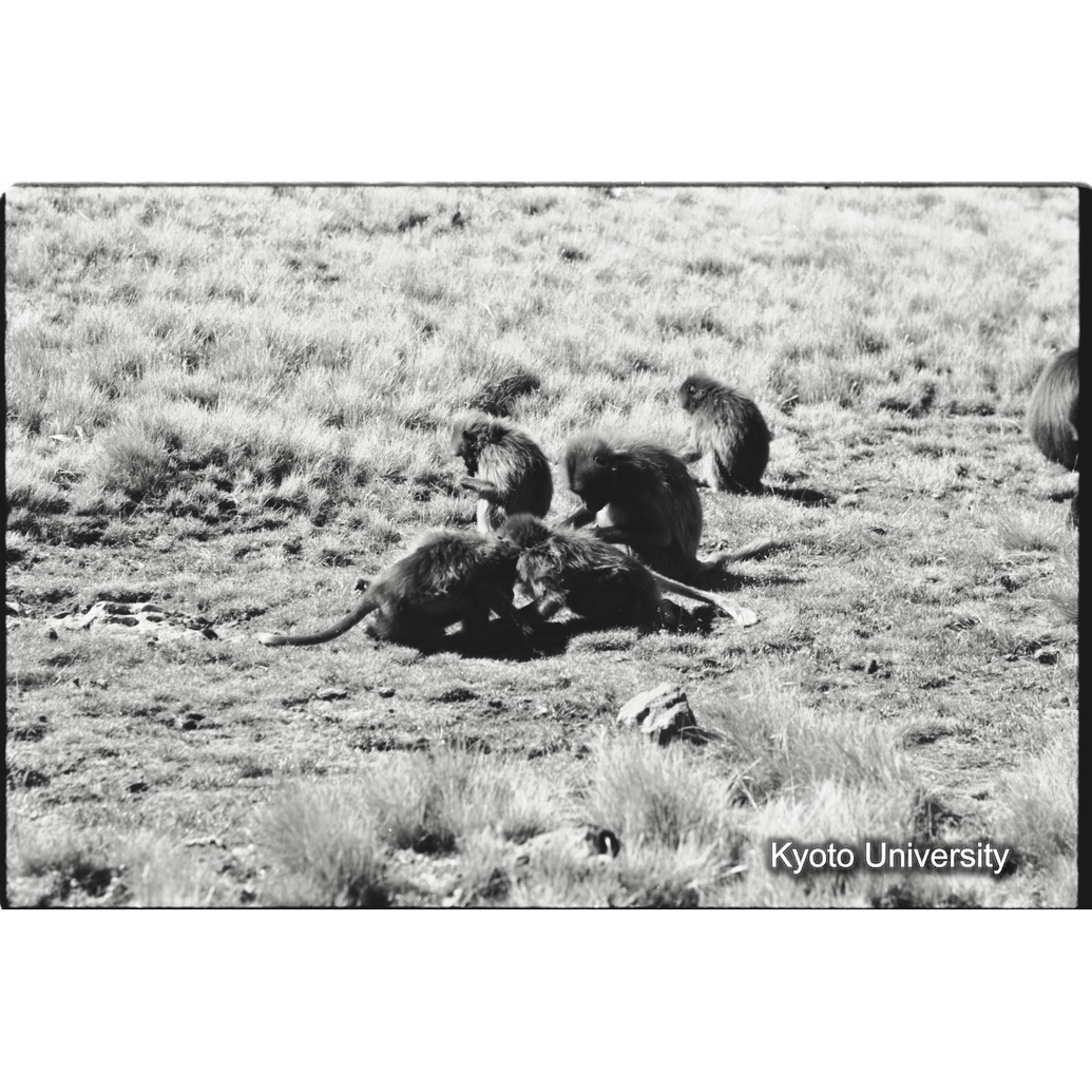 [３３コマ目]「コドモグループ（２～４才）のグリーミング」 (1)