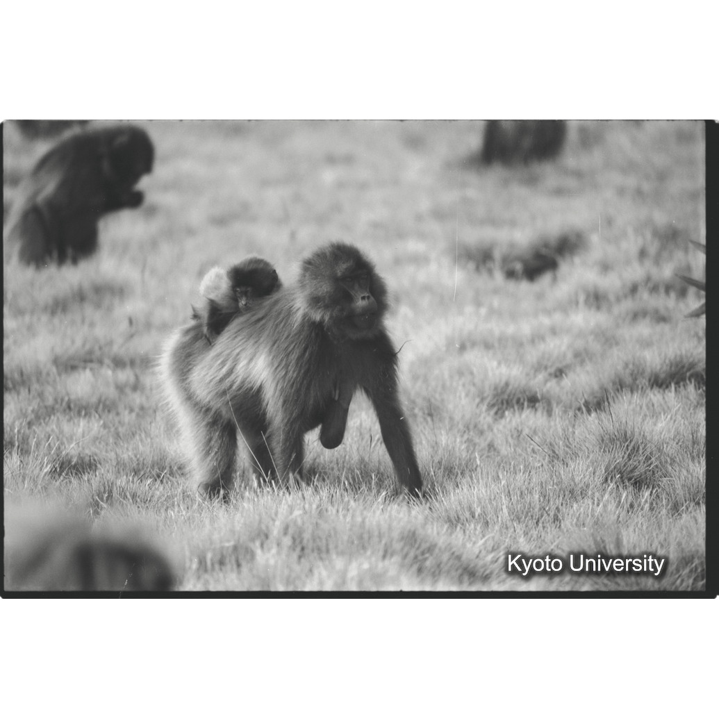 [１２コマ目]「子を運ぶ（３）」 (1)