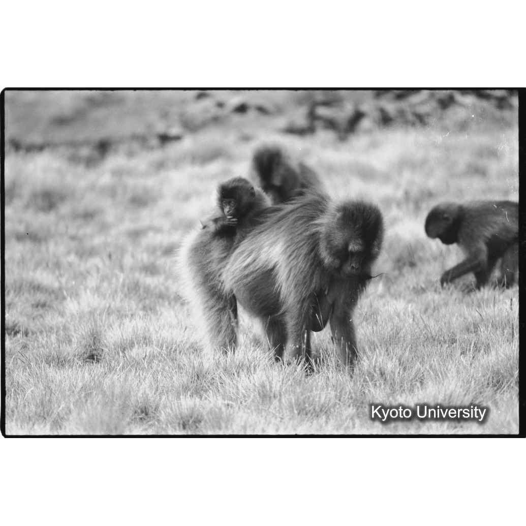 [１３コマ目]「子を運ぶ（４）」 (1)