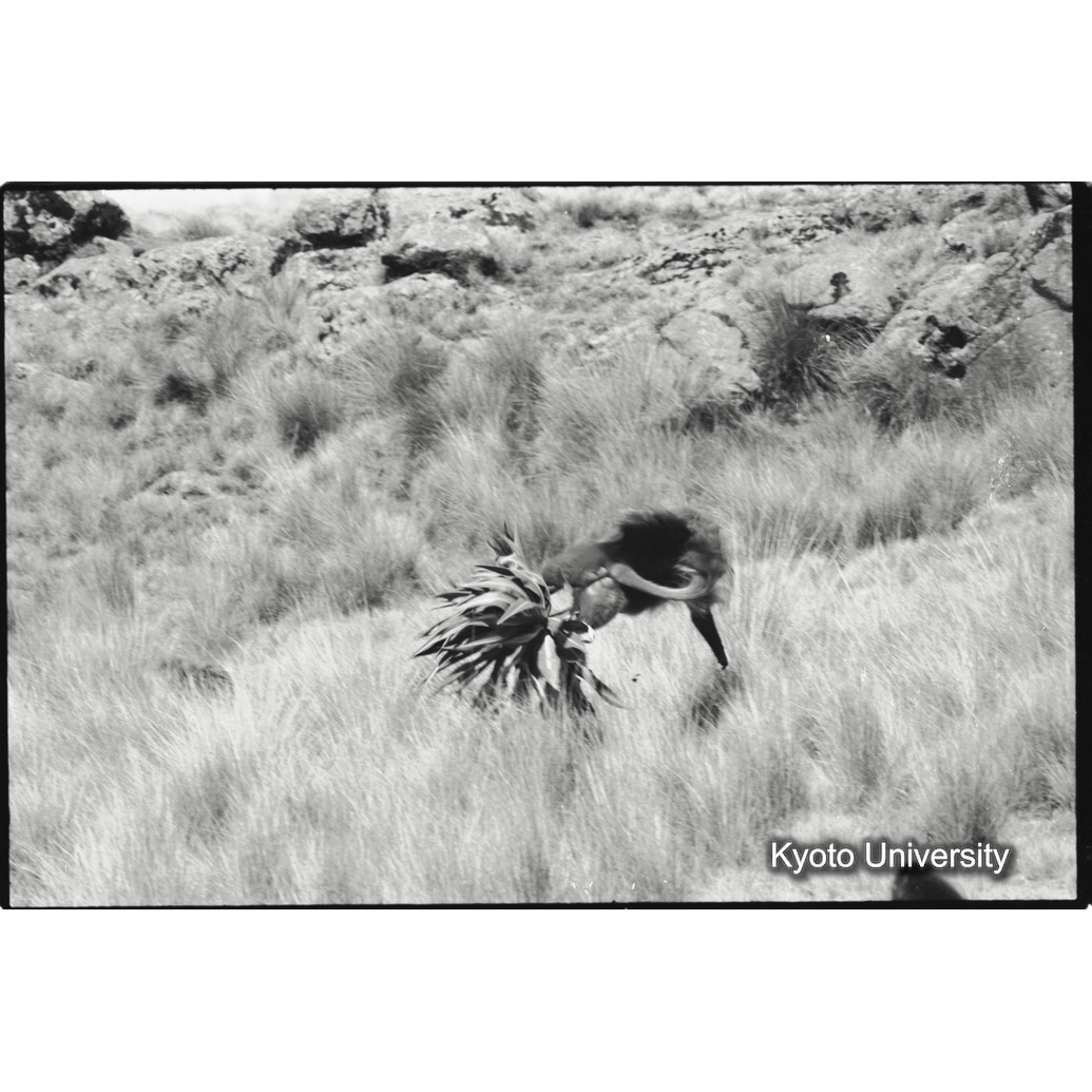 [３７コマ目]「連れ戻し行動　２－（４）」 (1)