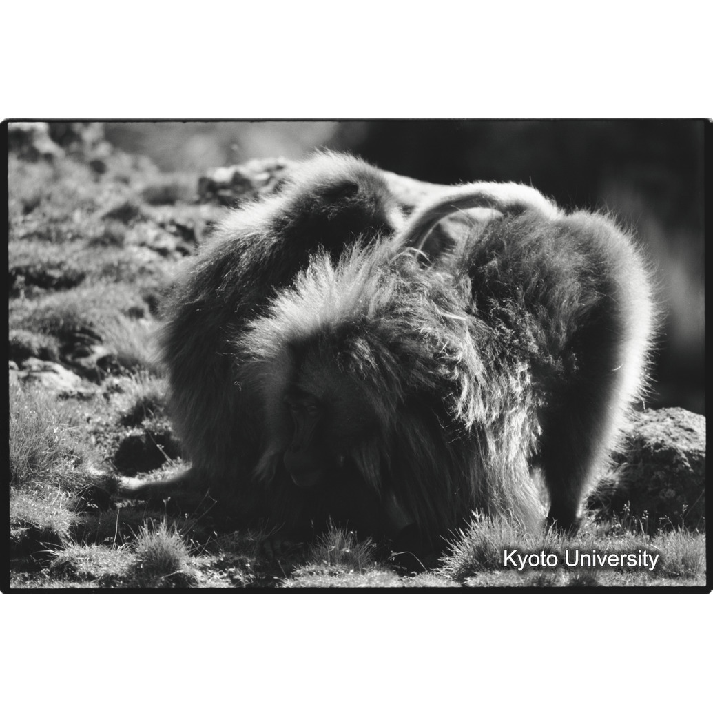 [１５コマ目]「リーダー雄をグルーミング」 (1)