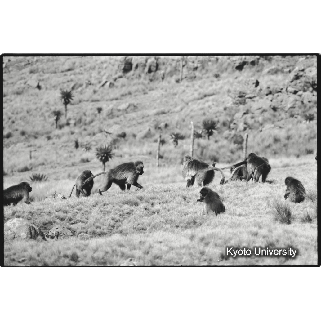 [１６コマ目]「雄グループと対峙するリーダー雄」 (1)