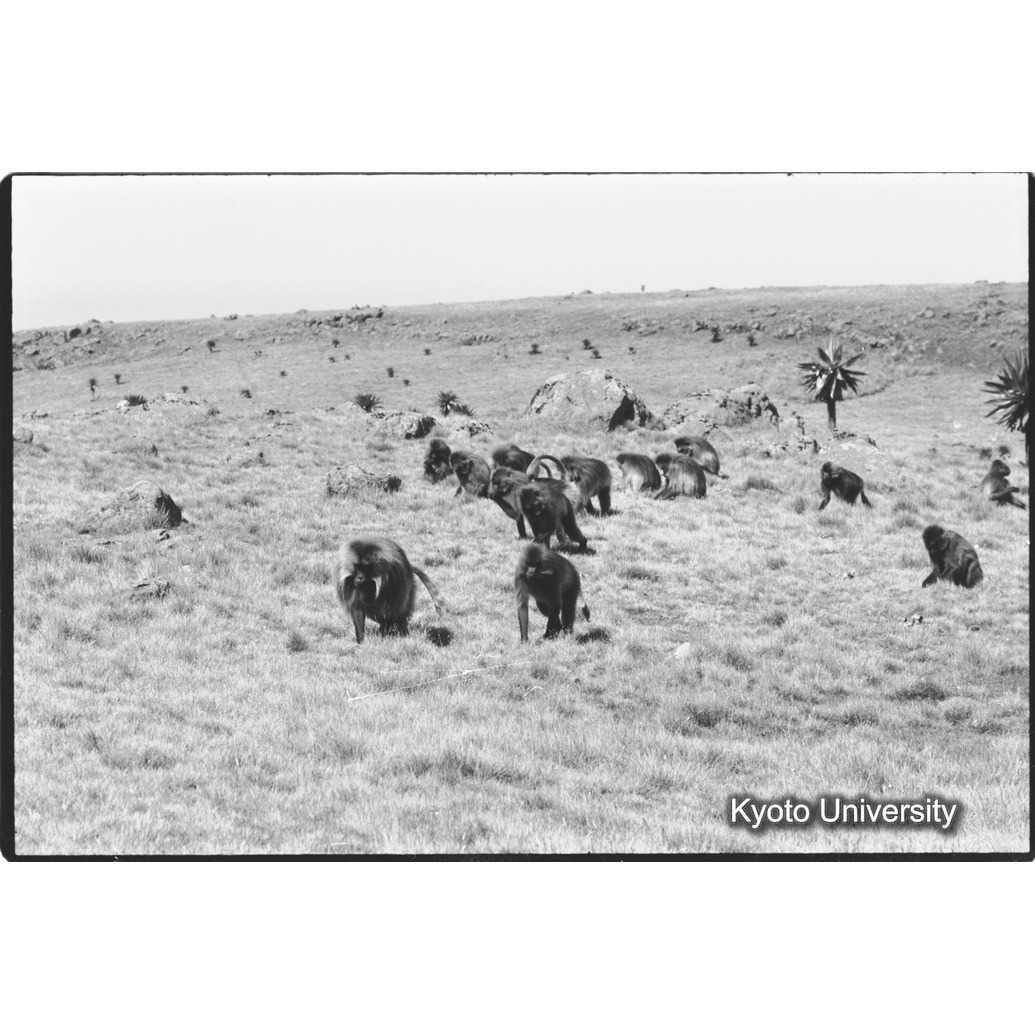 [１９コマ目]「採食風景」 (1)