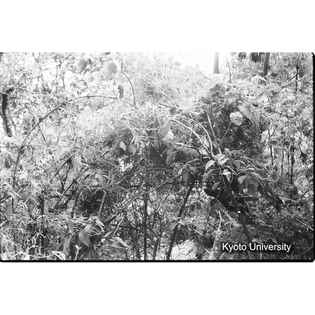 [10コマ目]「ゴリラのネスト」 (1)