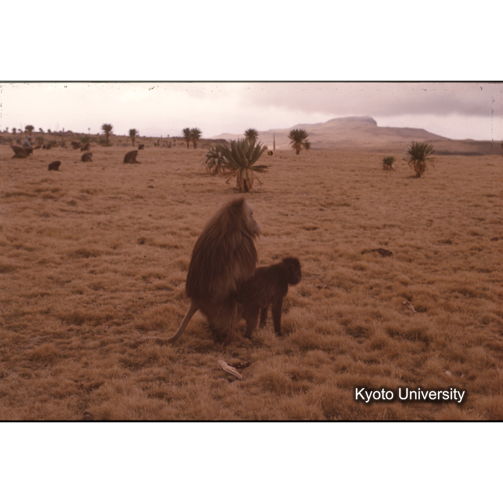 Sm　1973　86　（N）[赤色, 丸囲み] (1)