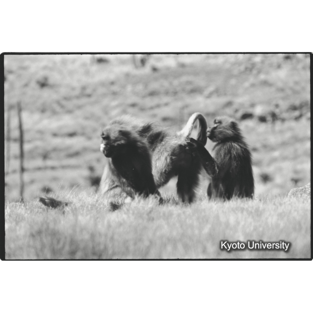 [２２コマ目]「Eバンドの雄グループ（１）」 (1)