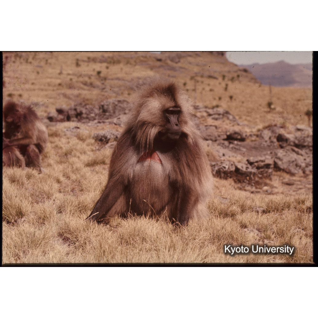 Sm　1973　1377 (1)