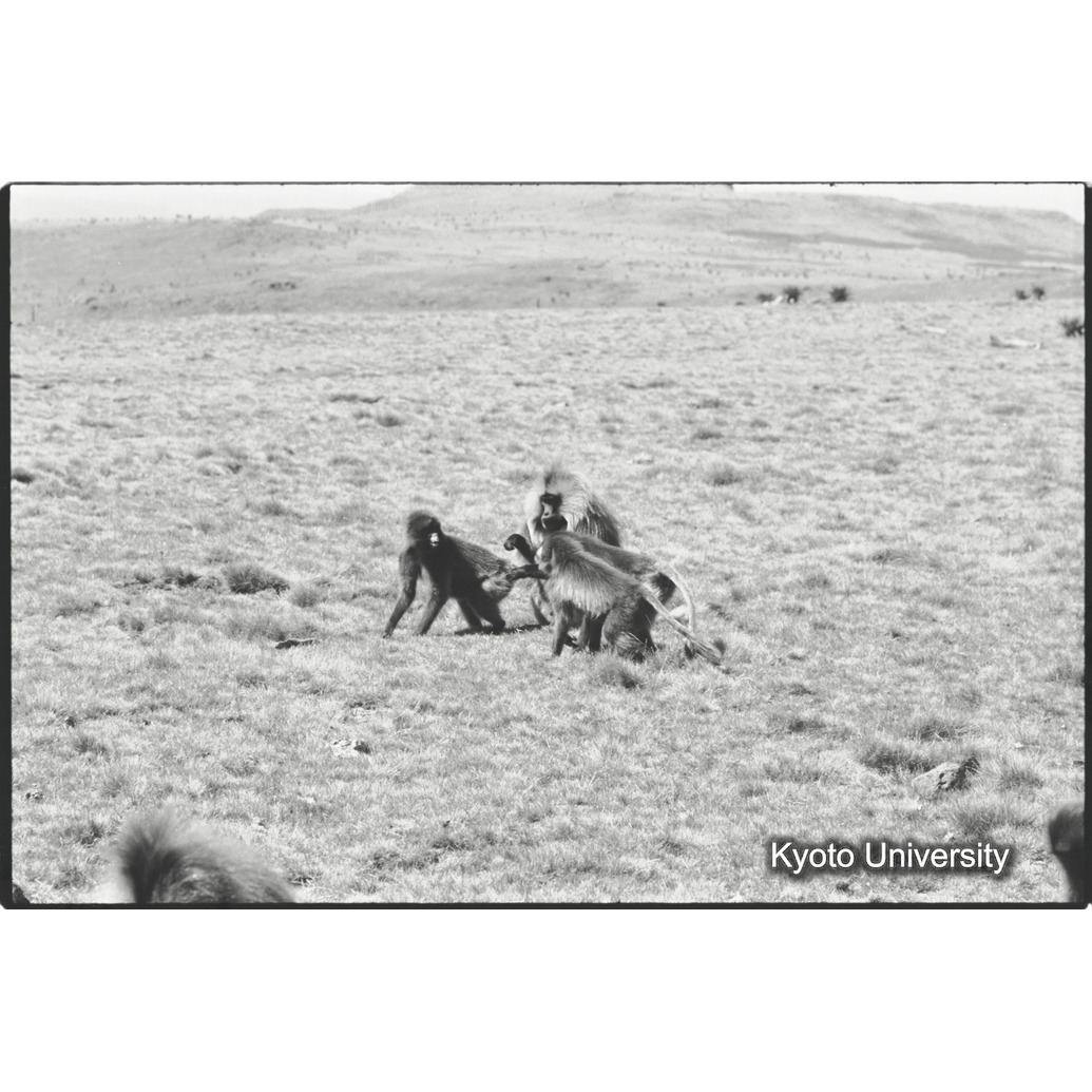 [２３コマ目]「交尾（１）」 (1)