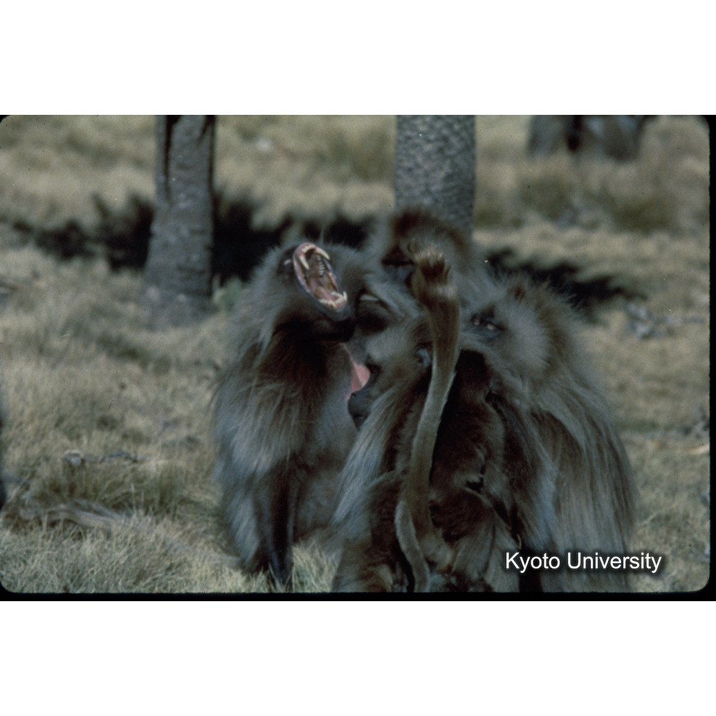 Sm　1973　1495 (1)