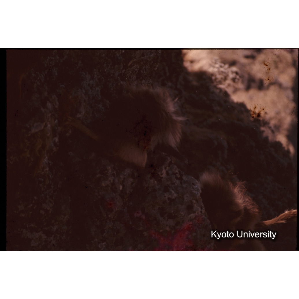 Sm　1973　1353 (1)