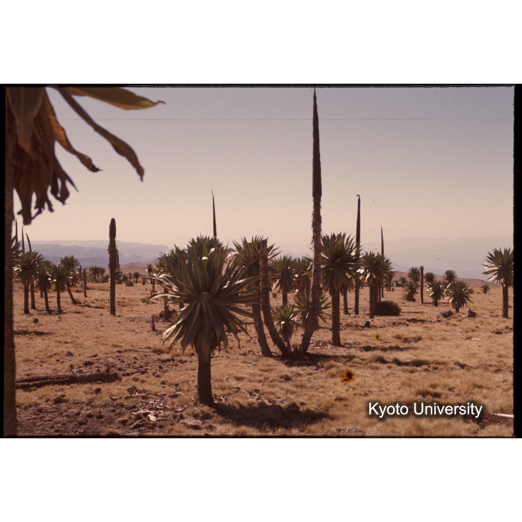 Sm　1973　1396 (1)