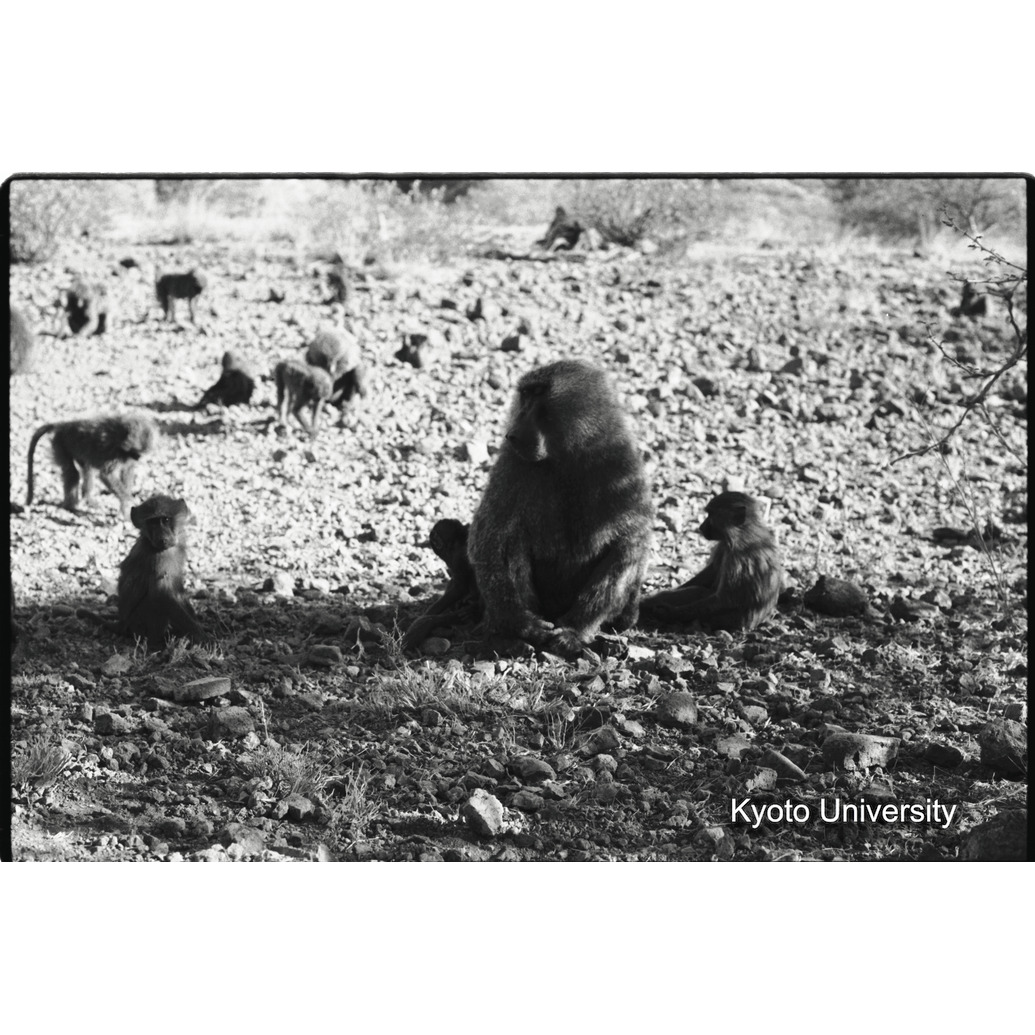 [１１コマ目]「子どもと遊ぶ雑種雄（１）」 (1)