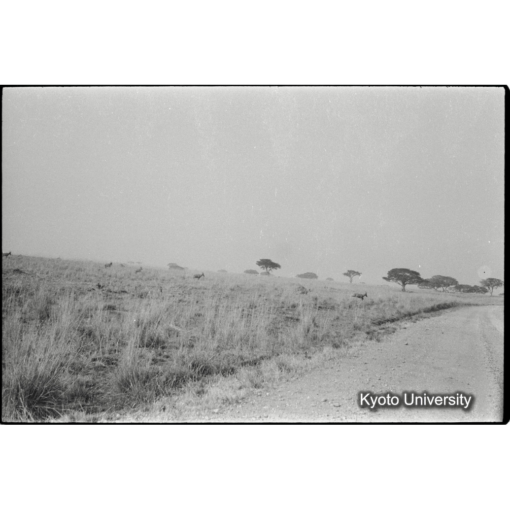 [３コマ目]「サバンナの風景」 (1)