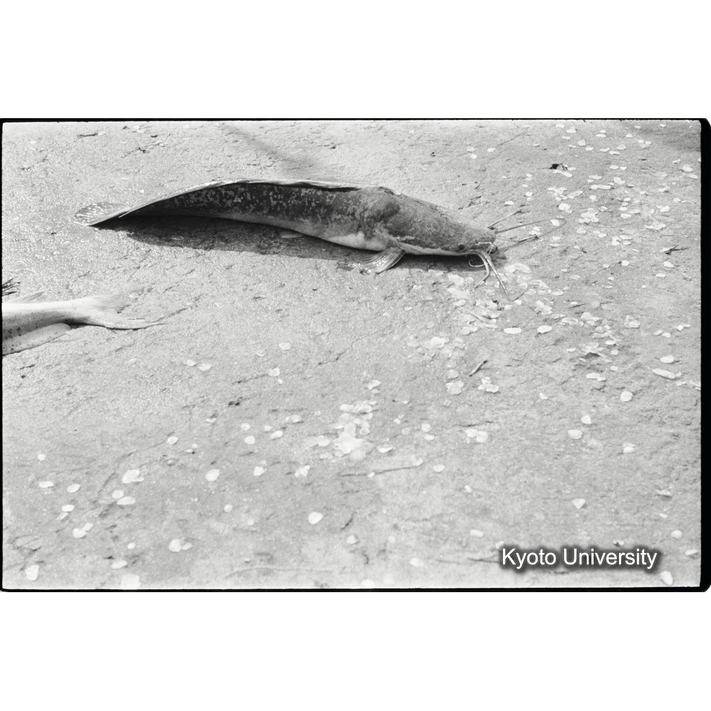 [９コマ目]「ナマズ」 (1)