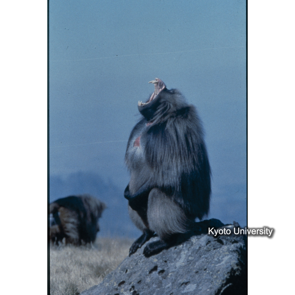 Sm　1973　1532 (1)