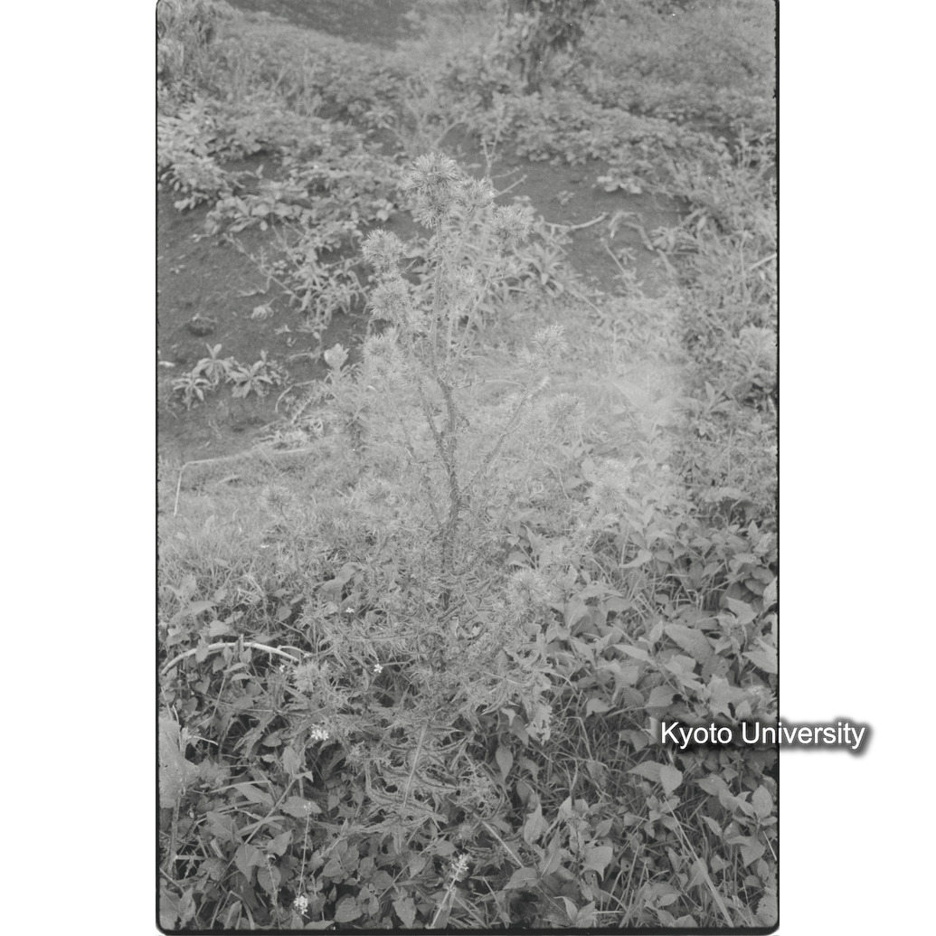 [２８コマ目]「？」 (1)