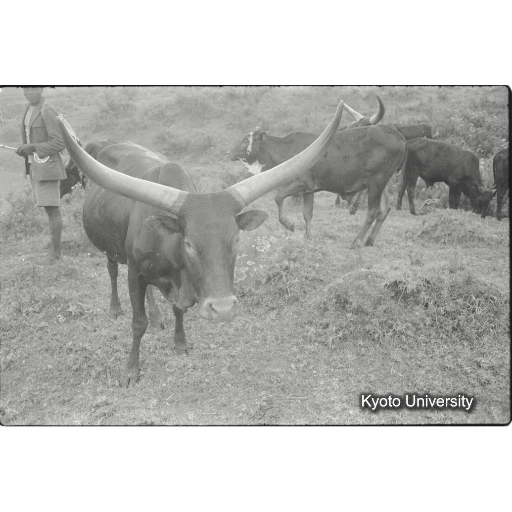 [３２コマ目]「アンコーレ牛（３）　雄」 (1)