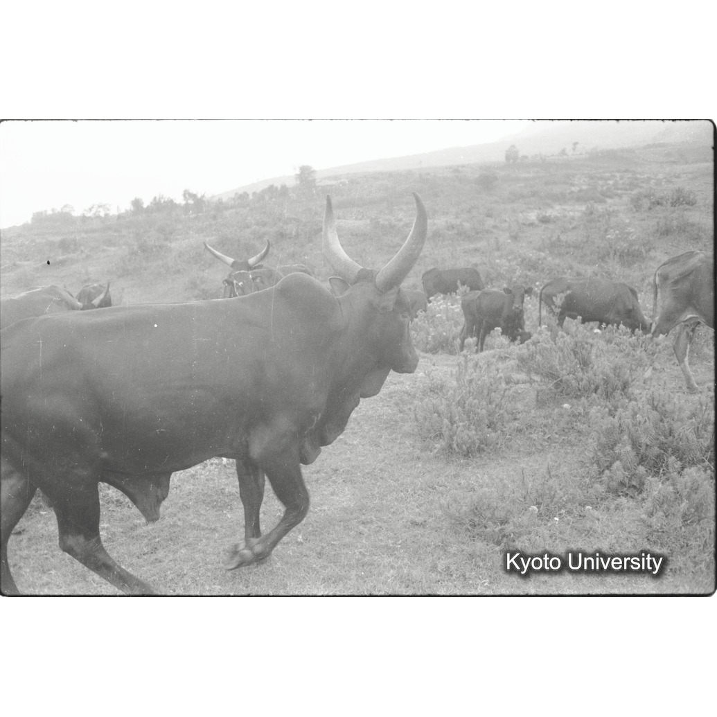 [３３コマ目]「アンコーレ牛（４）」 (1)