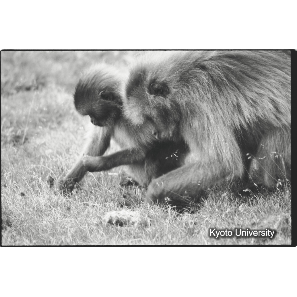 [８コマ目]「土堀り」 (1)