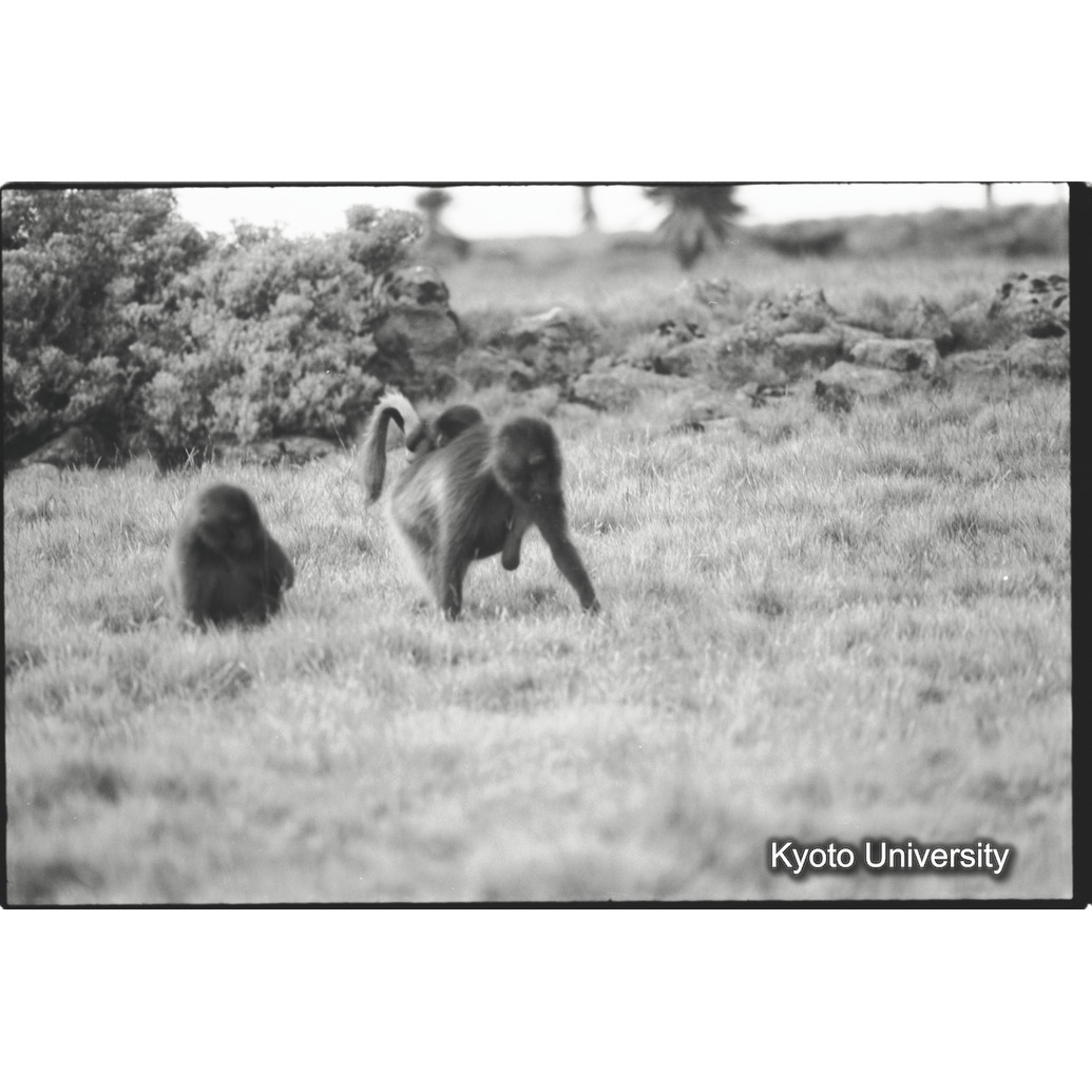 [１０コマ目]「子を運ぶ（１）」 (1)