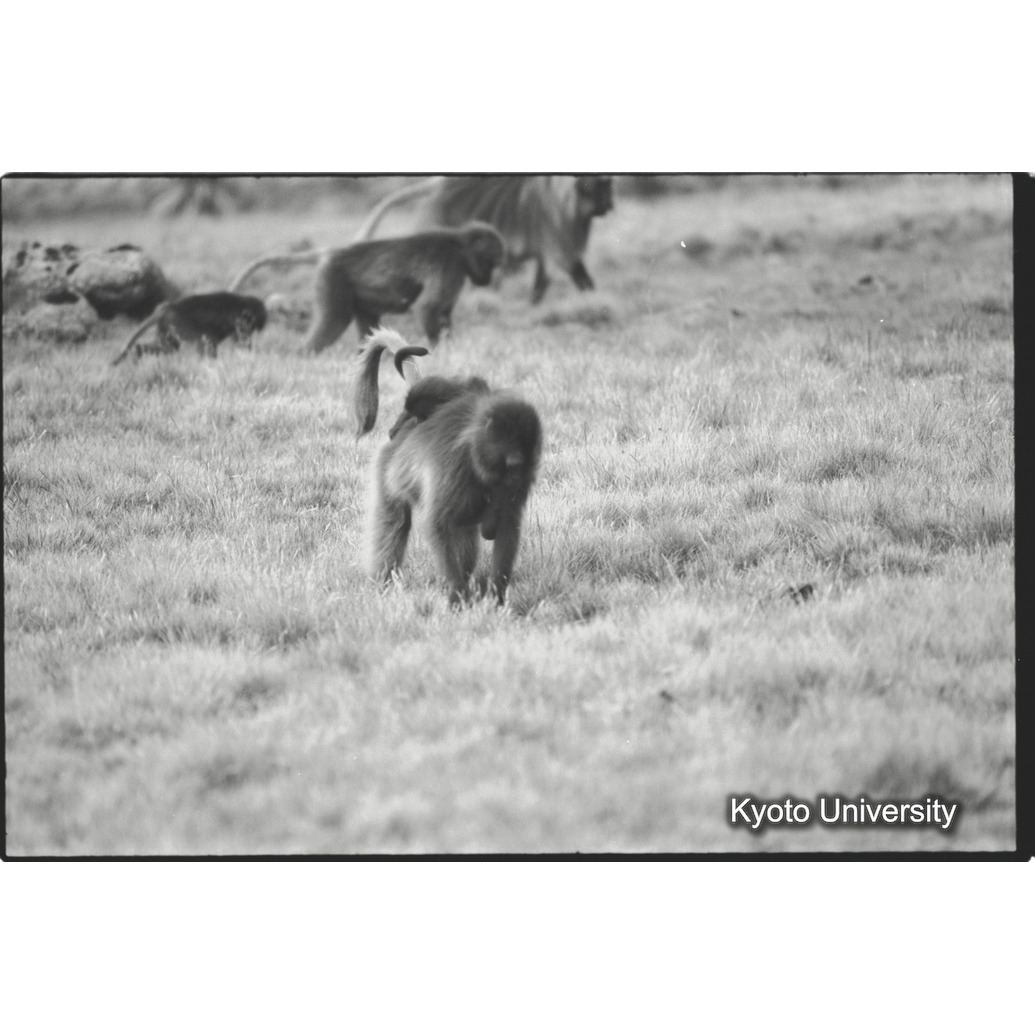 [１１コマ目]「子を運ぶ（２）」 (1)