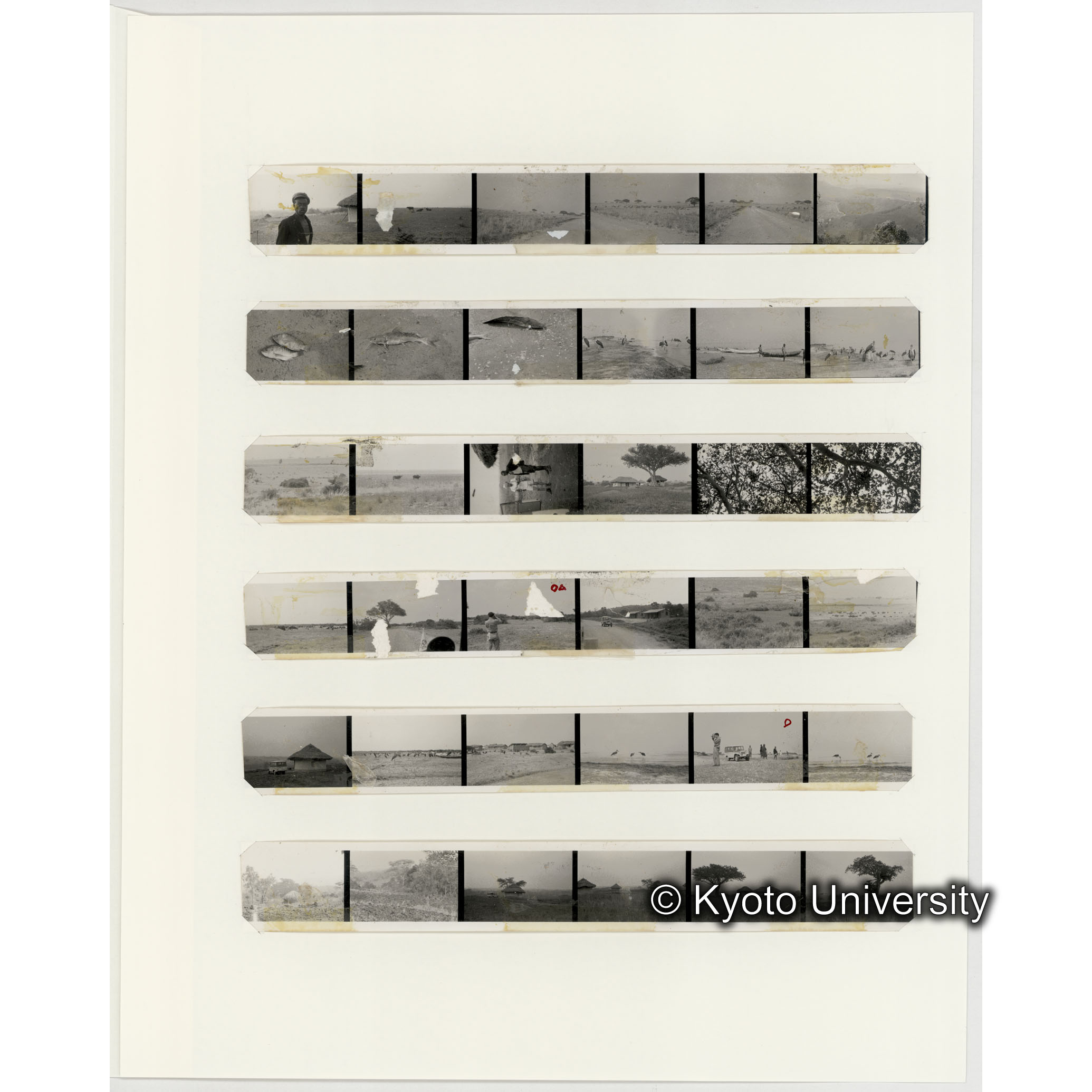 [ネガフィルムスリーブ5]「５３７」 (2)