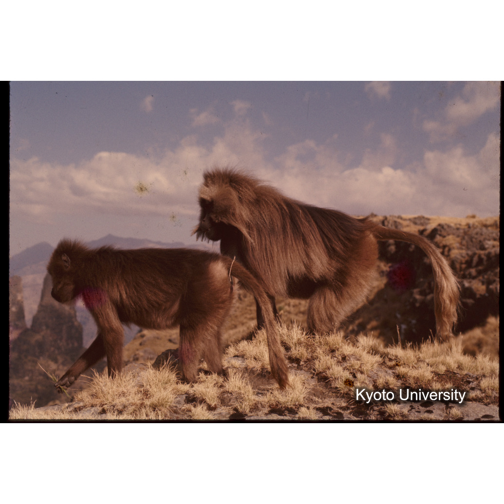 Sm　1973　1409 (1)