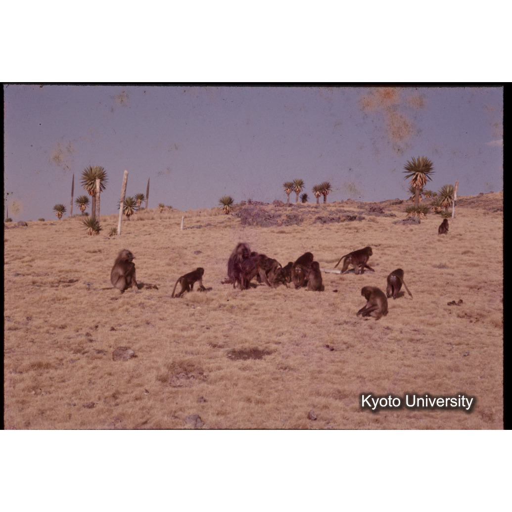 Sm　1973　1411 (1)