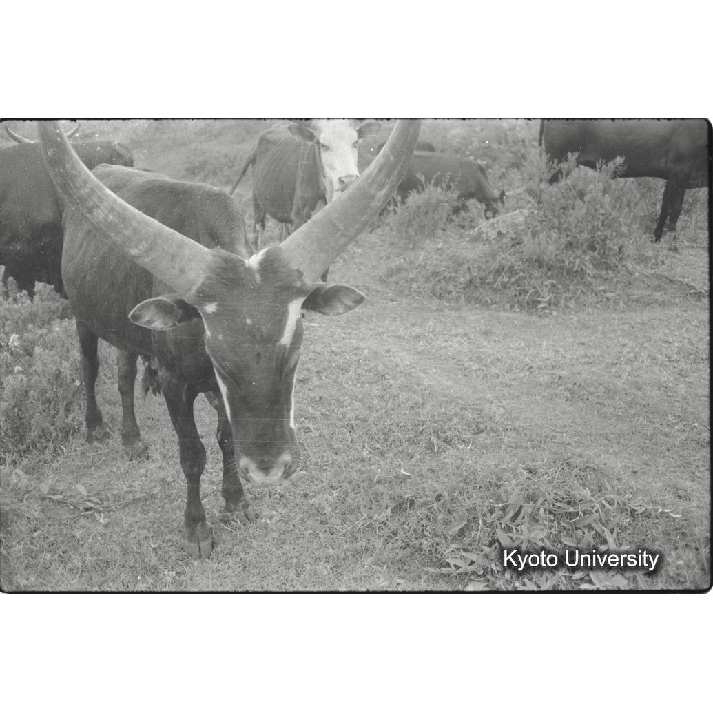 [３４コマ目]「アンコーレ牛（５）」 (1)