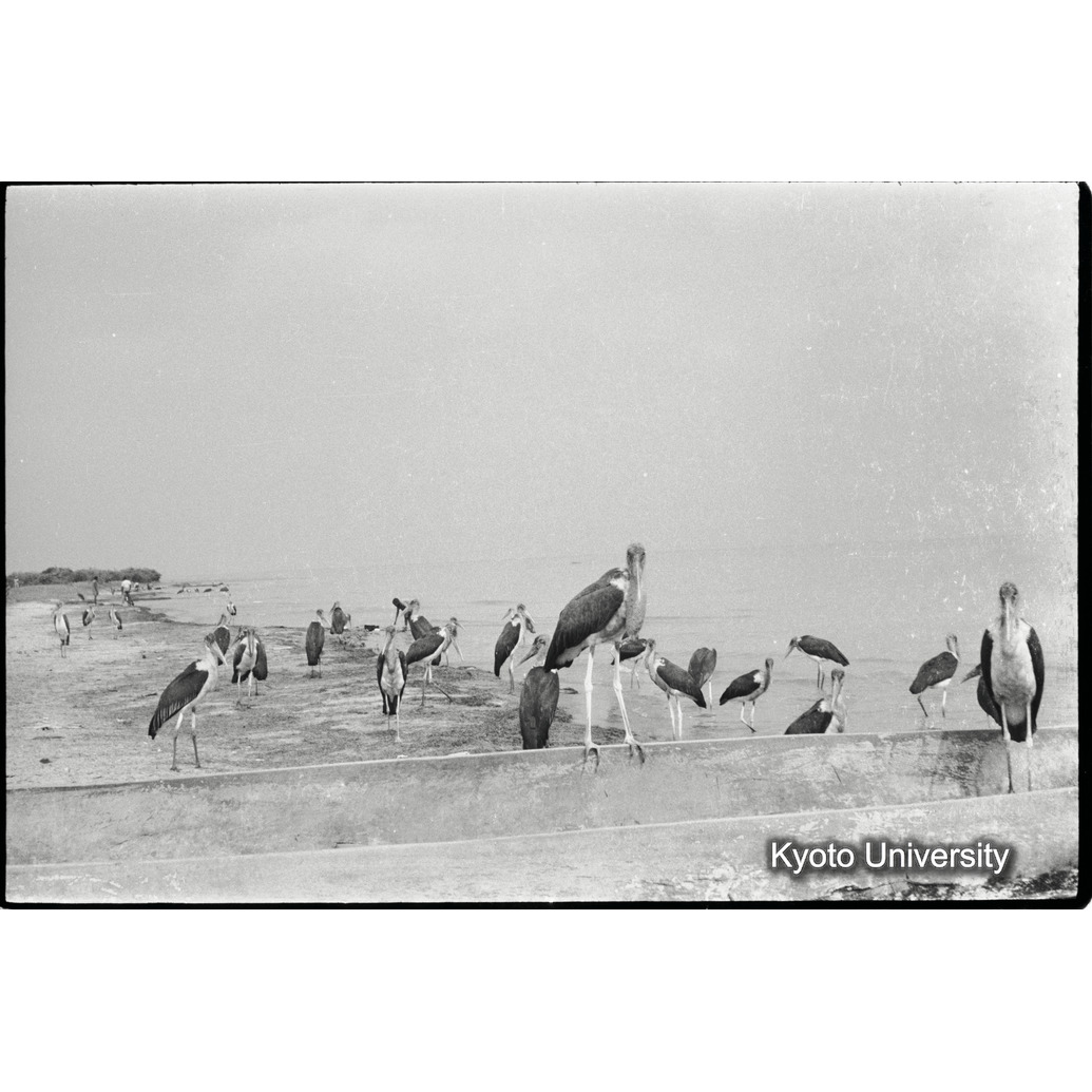 [１２コマ目]「ハゲコウ」 (1)