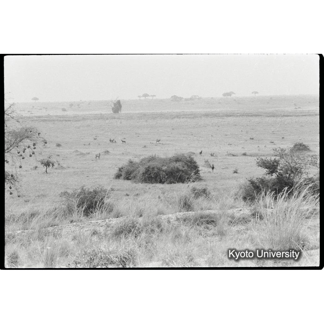 [１３コマ目]「サバンナの風景」 (1)